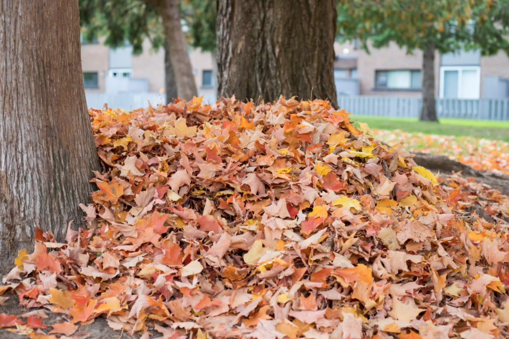 What to Do With All Those Leaves? Eco-Friendly Solutions