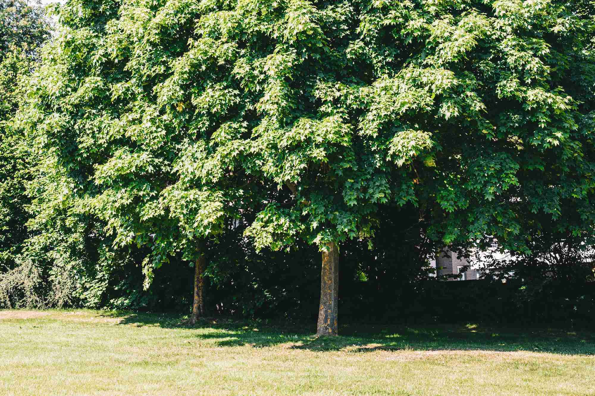 The Benefits of Hiring Certified Arborists for Your Tree Care