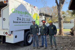 What Happens to Trees in Winter & Why It Matters