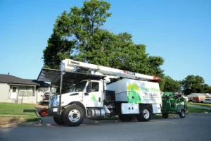 5 Reasons You Should Call Green Pine Tree Service for Pine Tree Care