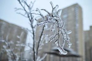 DFW Winter Storm: How to Care for Your Trees After Winter Weather