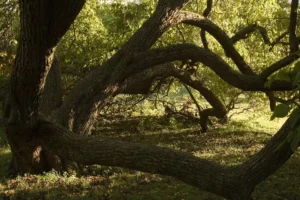 Is That Tree Leaning More Than It Was Last Year?