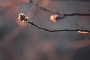 Why Your Trees Aren’t Blooming Yet & When to Worry